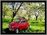 Trawa, Fiat 500, Sad